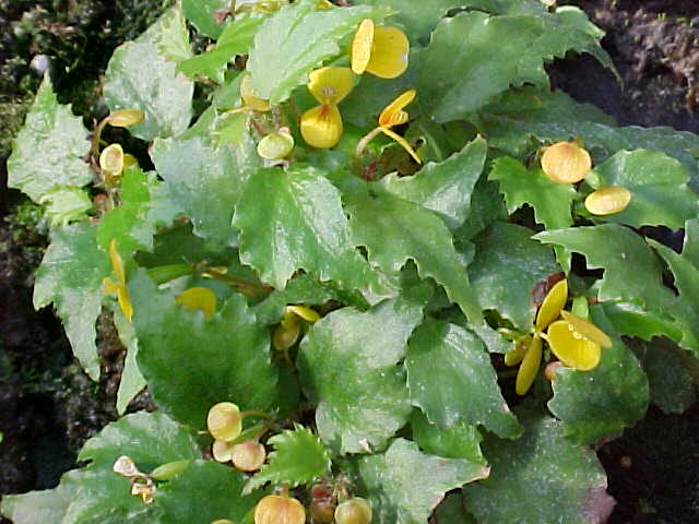 B. prismatocarpa ssp. prismatocarpa